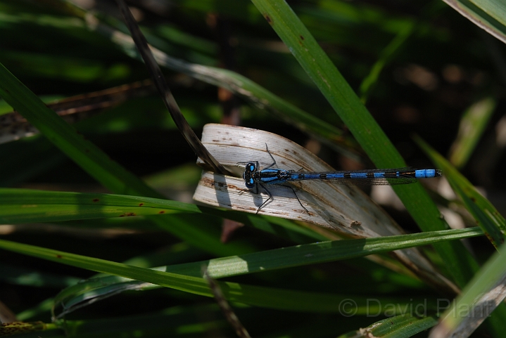 Common blue damselfly - A.JPG - Common blue damselfly - Gloucestershire